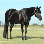 American-Quarter-Horse-Black