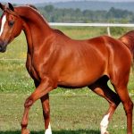 Arabian-Horse