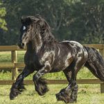 gypsy-vanner-stallion-1 (1)